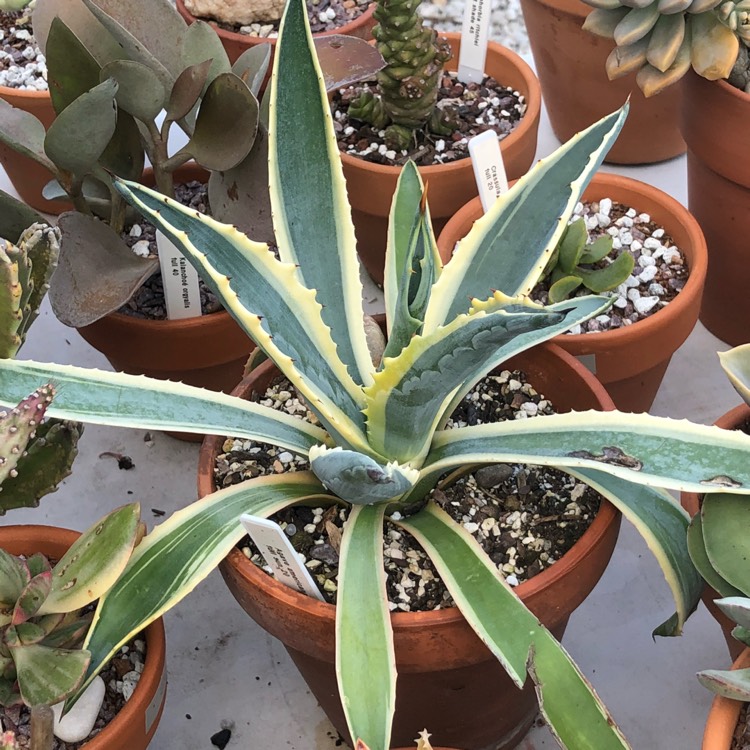 plant image 807403 plant image 807403