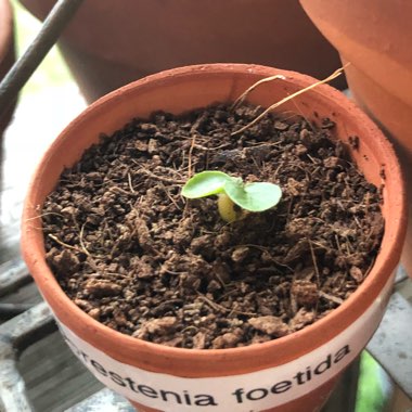 Dorstenia foetida