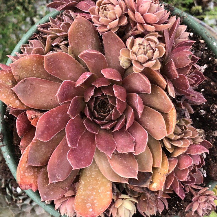 Plant image Sempervivum Chocolate Kiss