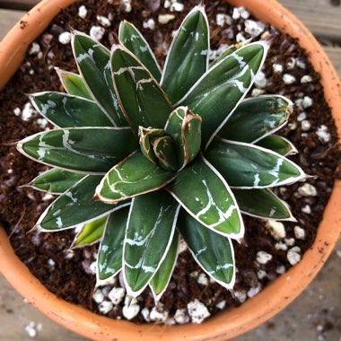 Agave 'victoriae-reginae'