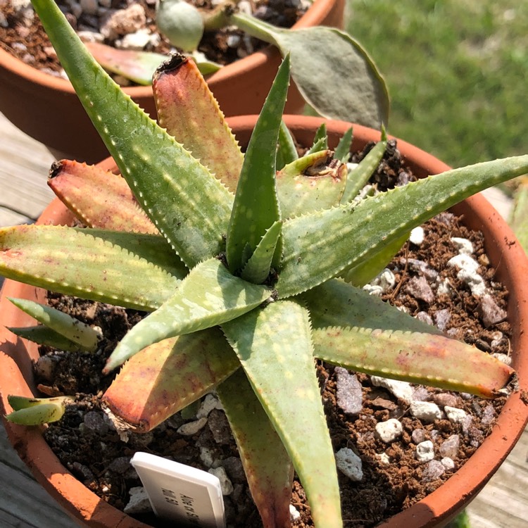 Plant image Aloe Silver Ridge