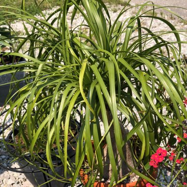 Beaucarnea recurvata