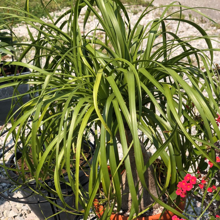plant image 817315 plant image 817315