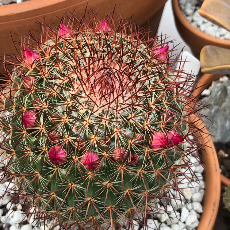Plant image Mammillaria rhodantha