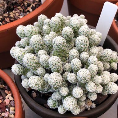Mammillaria vetula 'Fragilis' syn. Mammillaria gracilis var. fragilis, Mammillaria fragilis