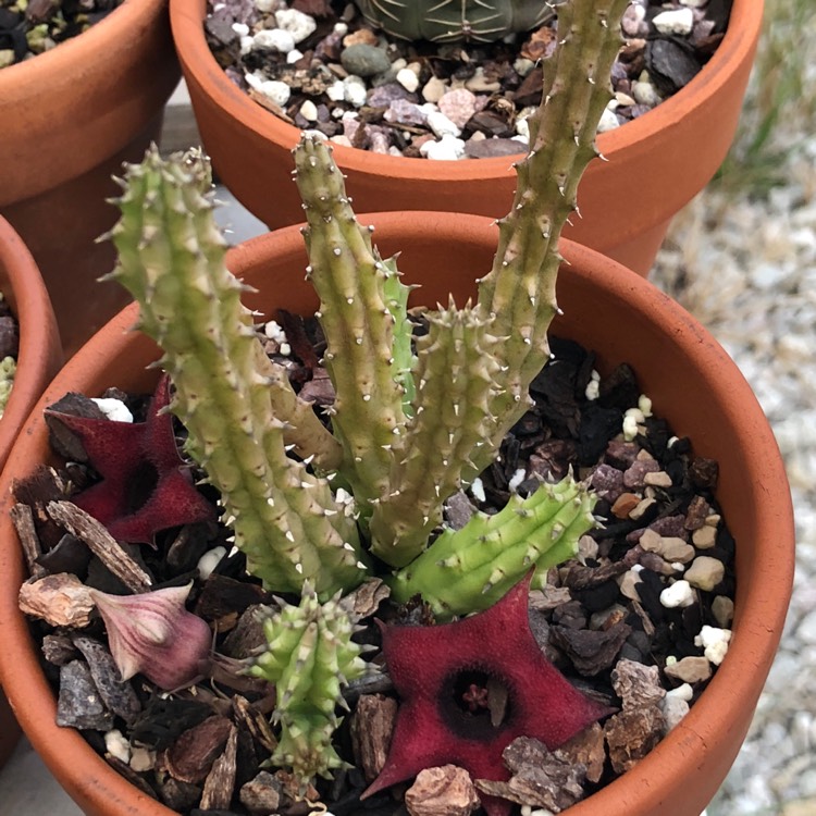 plant image 822985 plant image 822985