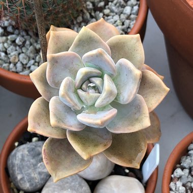Graptopetalum Superbum