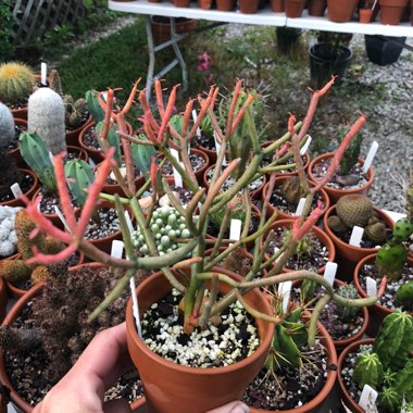 Euphorbia tirucalli 'Rosea'