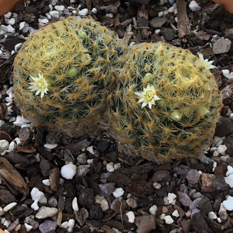 Plant image Mammillaria schiedeana