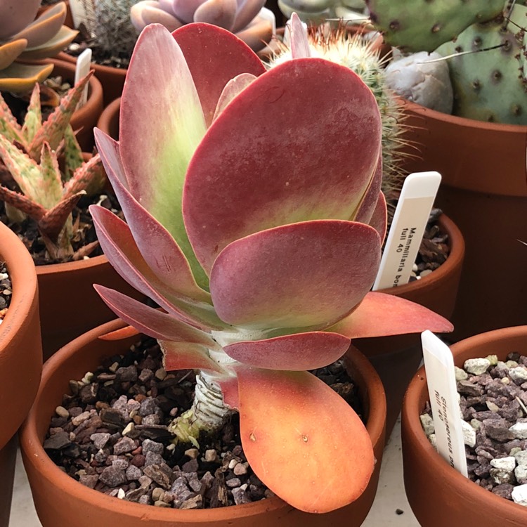 plant image 824872 plant image 824872