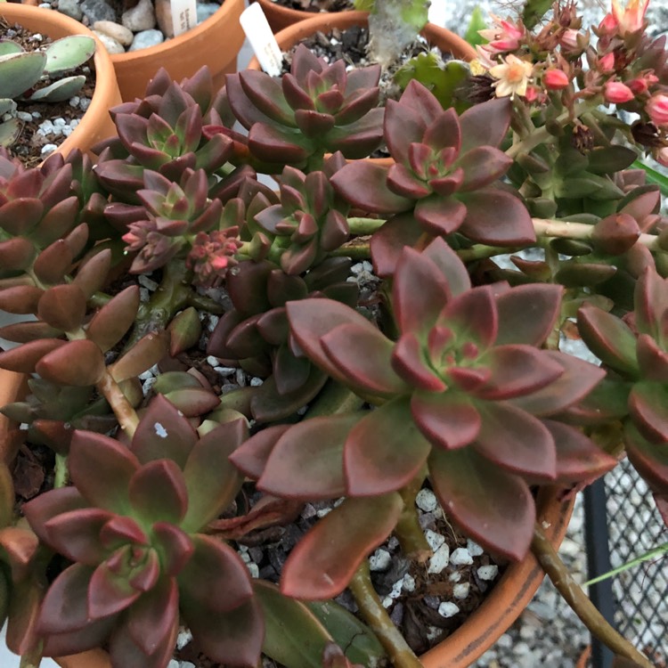 plant image 828632 plant image 828632