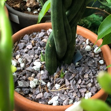 Sansevieria cylindrica