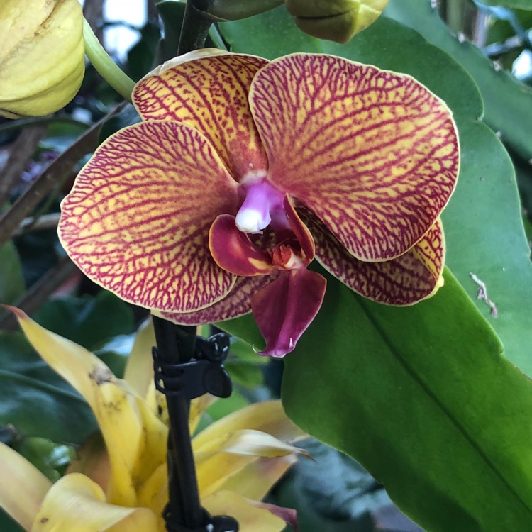 plant image 832876