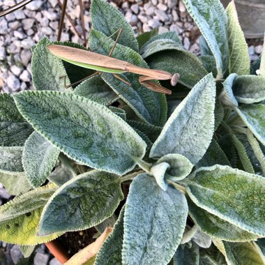 Stachys byzantina 'Helen Von Stein'