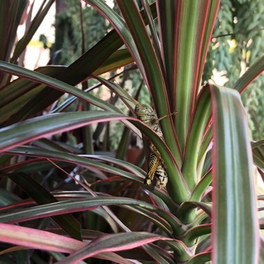 Dracaena marginata 'Tricolour'
