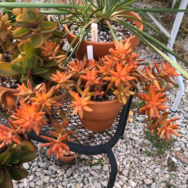 Sedum Adolphi
