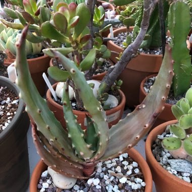 Aloe gariepensis