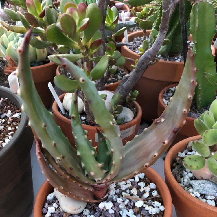 plant image 837885