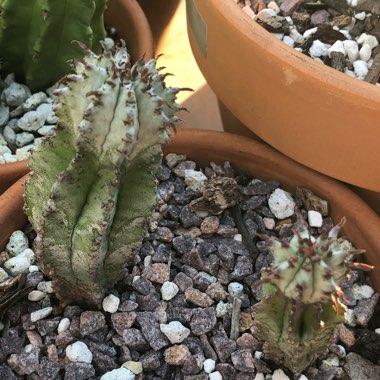 Euphorbia horrida
