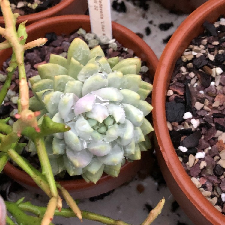 plant image 844354 plant image 844354