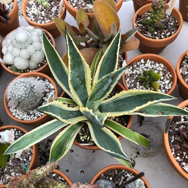 Agave Americana 'Marginata'