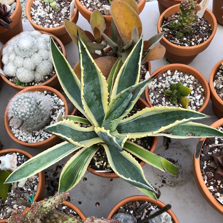 Plant image Agave Americana 'Marginata'