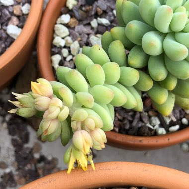 xSedeveria Hummelii