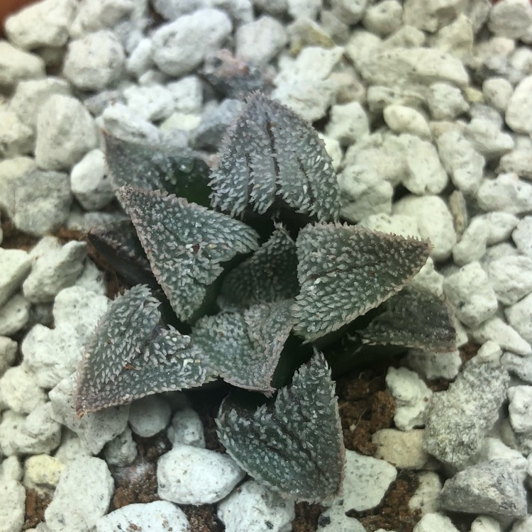plant image 868449