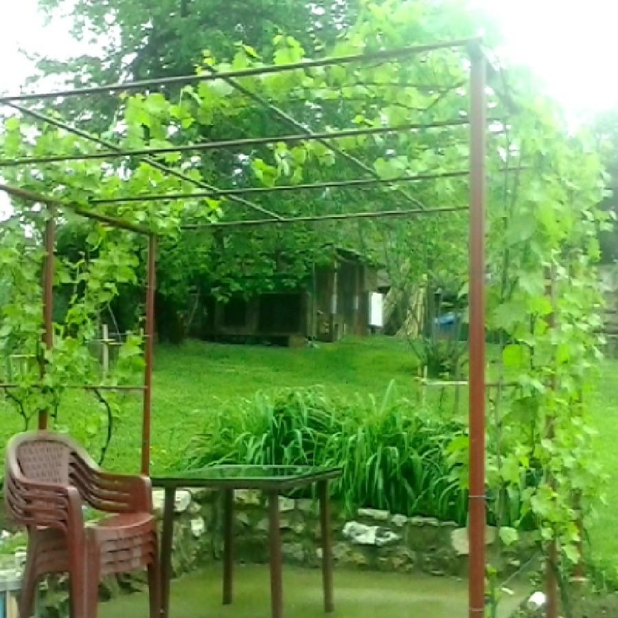 Žika's garden