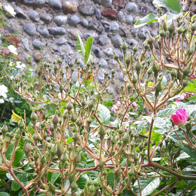 plant image 126578