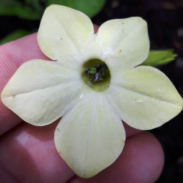 Plant image Nicotiana alata 'Lime Green'