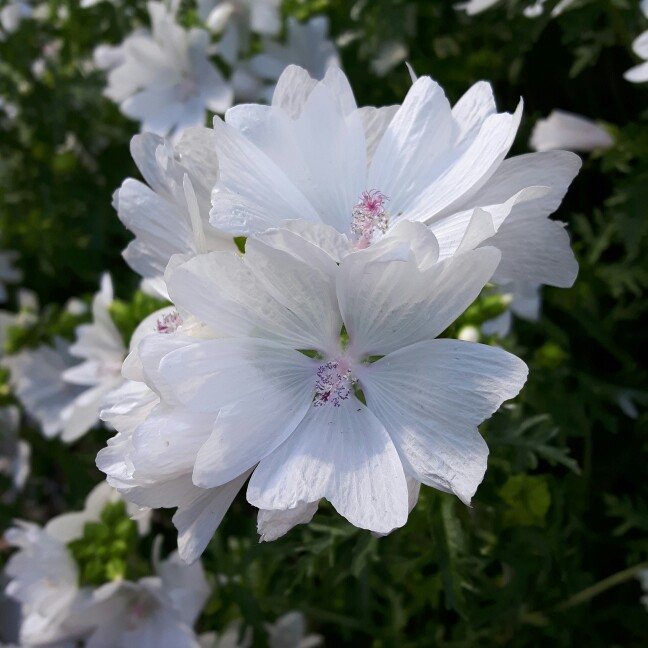 Malva Moschata Alba