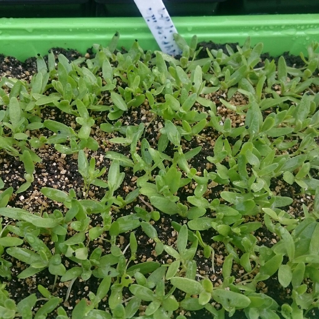 Plant image Gypsophila elegans