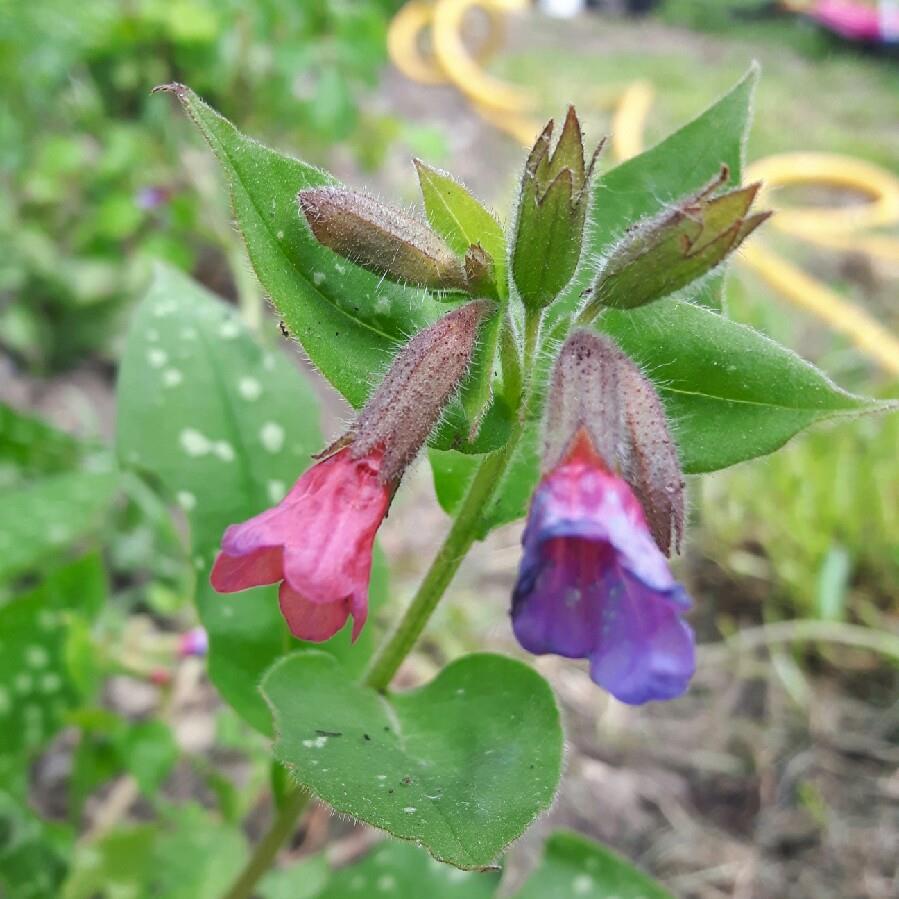Plant image Pulmonaria saccharata