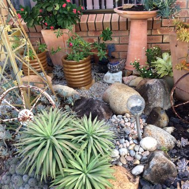 Rachel's garden