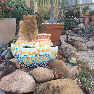 Rachel's garden