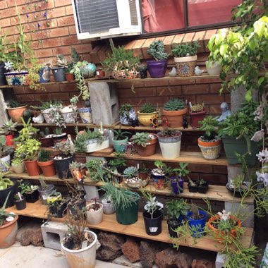 Rachel's garden
