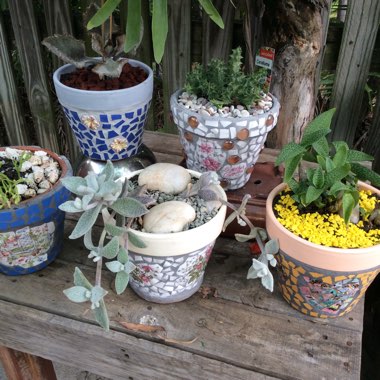 Rachel's garden