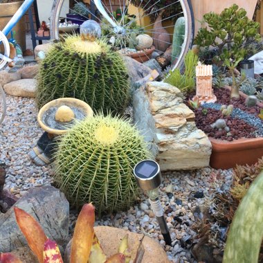 Rachel's garden