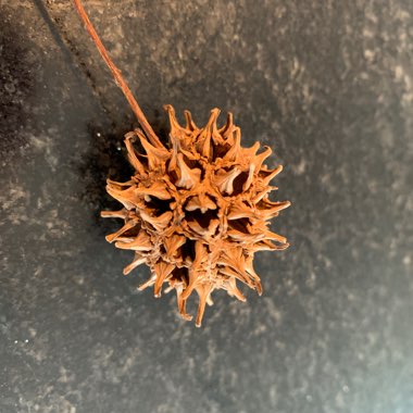 Liquidambar styraciflua