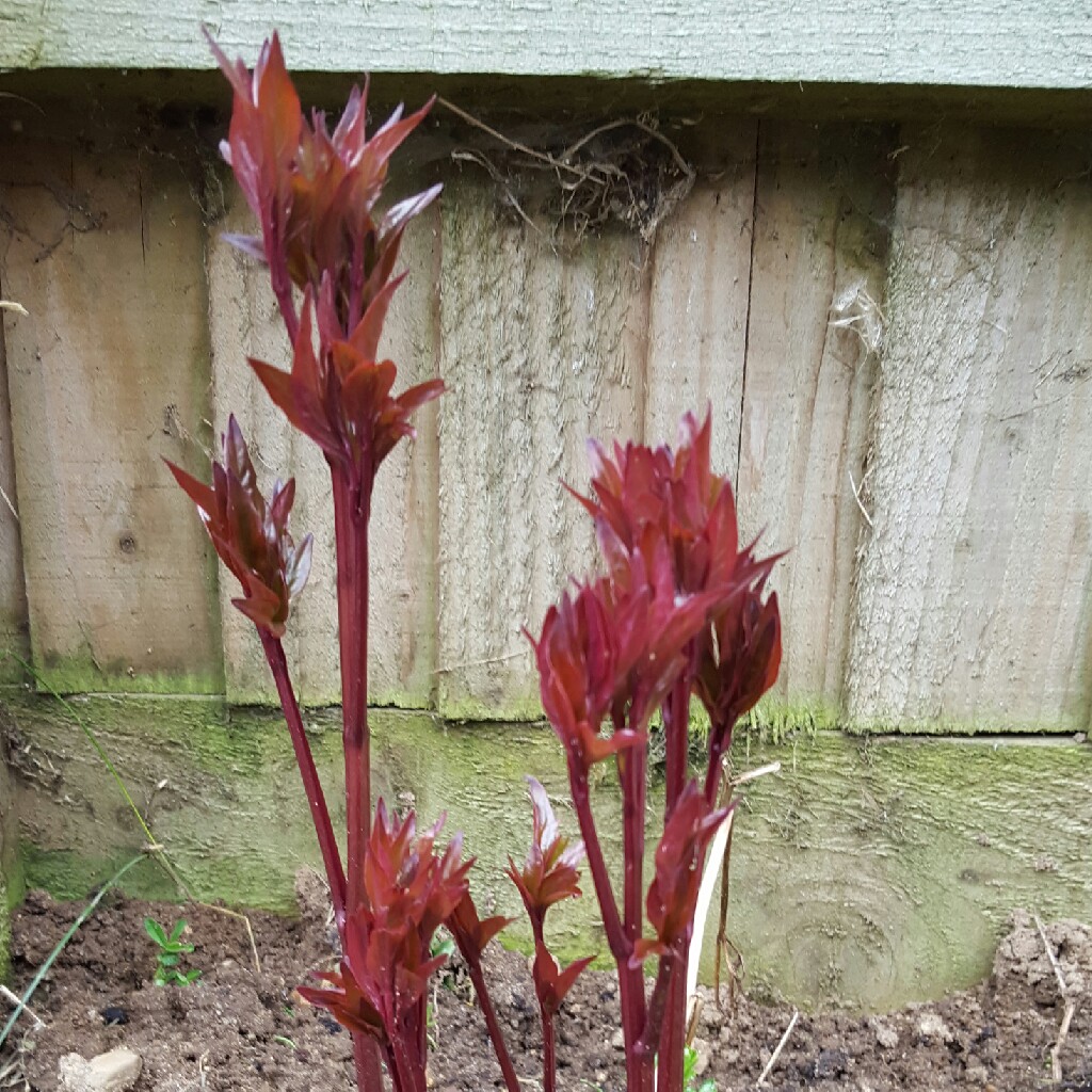 Paeonia lactiflora 'Felix Crousse'