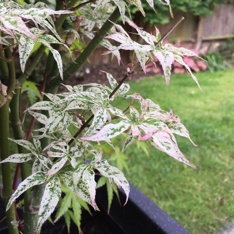 plant image 411738