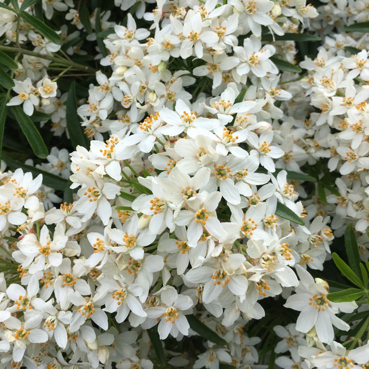 plant image 690837 plant image 690837