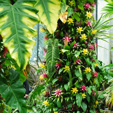 Zoe's garden