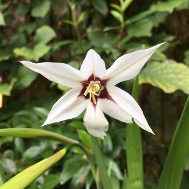 Zoe's garden