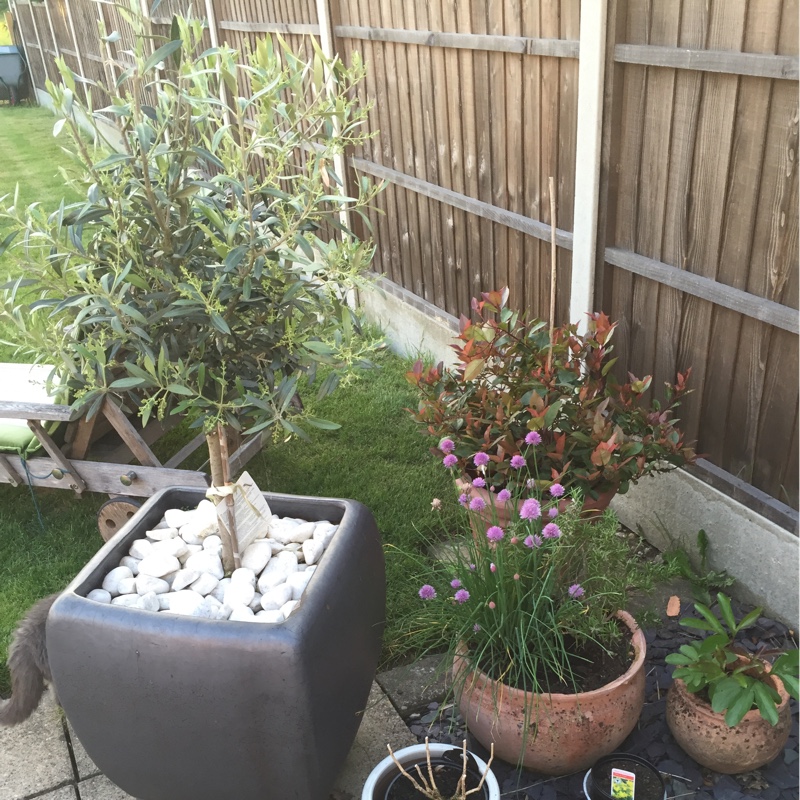 Zoe's garden