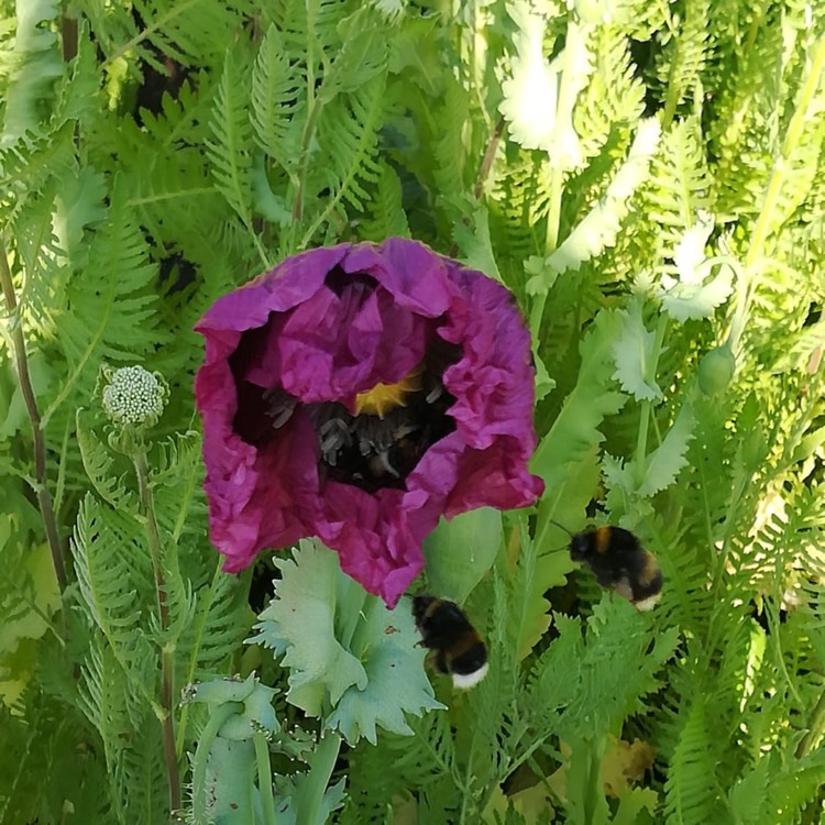 plant image 1068441