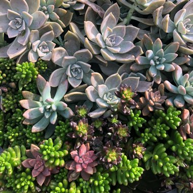Kate's garden
