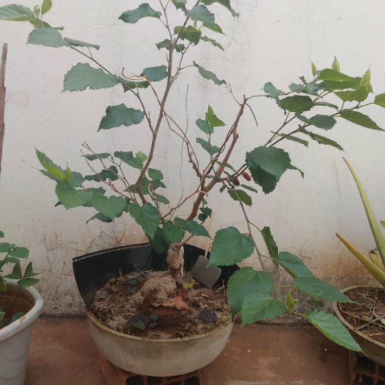plant image 1376879