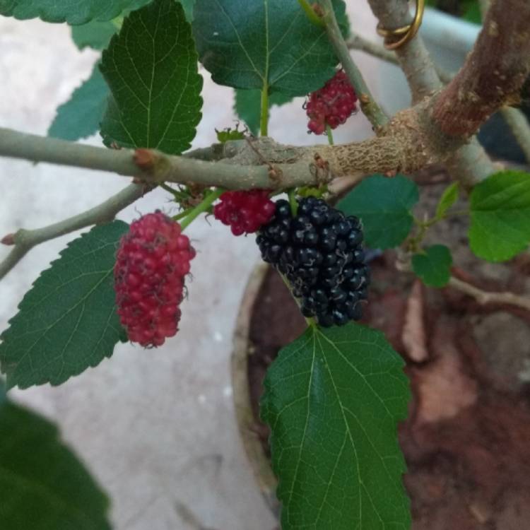 plant image 1377856